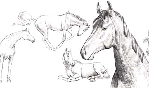 Tiere zeichnen leicht gemacht - das Pferd